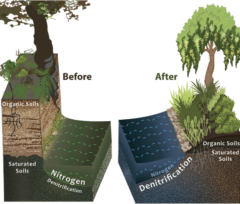 River/stream rewilding – NUWAO